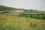 In den fruchtbaren Ebenen der bulgarischen Region Kjustendil fand im 19. Jahrhundert der Maler Wladimir Dimitrow-Maistora sein Paradies, das er in Hunderten Bildern festhielt.