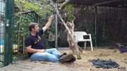 Im Tierheim Siegen bekommt es Martin Rütter mit einem ungewöhnlichen Fall zu tun: Er lernt den zweijährigen Platinfuchs "Hubertus" kennen, über dessen Leben vor dem Tierheimaufenthalt niemand etwas Genaues sagen kann. Kann der Hundeprofi Martin Rütter etwas für den exotischen Vierbeiner tun und vielleicht sogar ein geeignetes Zuhause für ihn finden?