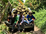 In Asien als "Königin der Früchte" geschätzt ist die Durian bei Europäern eher als so genannte "Stinkfrucht" berüchtigt
