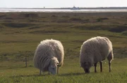 Die Schafe fühlen sich auf den Deichen der Nordseeküste wohl.