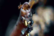 Die Ausscheidungen des Regenwurms sind hervorragender Dünger und sorgen für fruchtbaren Boden.
