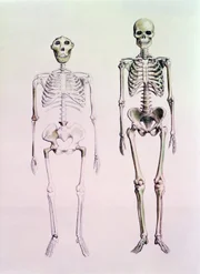 Die moderne Wissenschaft hat die Vorstellung widerlegt, dass die Neandertaler ursprünglichere Vorfahren der Menschen waren.