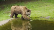 Die Riesen des Waldes 2