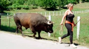 Stier Rocky beim „Training“: Ausgiebige Spaziergänge sind an der Tagesordnung, um seine Kraft zu stärken.