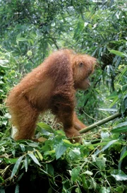 Nur auf Borneo und Sumatra leben Orang-Utans.