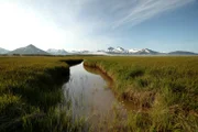 Seggenwiesen an der Küste der Alaska-Halbinsel. Die Sauergräser liefern den Grizzlys wichtige Proteine, bevor Ende Juli die Lachse kommen.