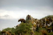 Aus sicherer Höhe beobachten Nadie und ihre Kinder das wilde Treiben im Tal: Kolossale Männchen kämpfen dort um die Gunst der Weibchen. Es ist Paarungszeit bei den Grizzlybären.