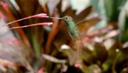 Der Grünrote Andenkolibri, der manchmal auch Auroramusketier genannt wird, ist eine Vogelart aus der Familie der Kolibris.