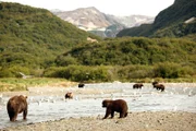 Obwohl die Lachse in Massen stromaufwärts zu ihren Laichgewässern schwimmen, ist die Konkurrenz zwischen den Bären um die besten Fangplätze auf der Alaska-Halbinsel besonders groß.