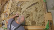 Ein so genanntes "Bonebed", eine Ablagerungsstätte für prähistorische Fossilien, wird im Senckenberg-Museum in Frankfurt aufwendig rekonstruiert. Im Bild: Präparator Olaf Vogel