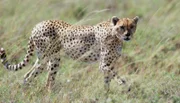 Ostafrikanische Geparde jagen in der kenianischen Savanne.