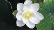Die Lotusblume ist eine Wasserpflanze, deren Blätter flüssigkeitsabweisend sind.
