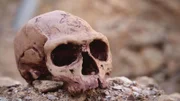 Nach dem Aussterben der Dinosaurier treten die Säugetiere ihren Siegeszug an. Darunter auch der moderne Mensch, der Homo sapiens. Dieser lebt bereits vor über 300.000 Jahren in Afrika.