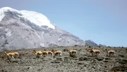 Eine Vikunja-Herde grast vor dem bekannten Vulkan Chimborazo.