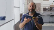 Im Karbon gab es zahlreiche Rieseninsekten, darunter die Libelle Meganeura. Ihre Flügelspannweite erreichte bis zu 50 cm.