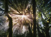Nationalpark Garajonay auf La Gomera
