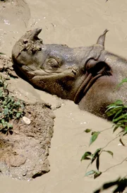 Weniger als 100 Sumatra-Nashörner leben noch in freier Wildbahn.