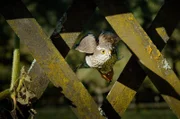 Mit seinen kurzen, abgerundeten Flügeln und seinem langen Schwanz ist der Sperber ein wahrer Akrobat der Lüfte.