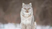 Luchse jagen Schneeschuhhasen im borealen Wald und der uralte Tanz zwischen Wölfen und Karibus in Kanadas riesiger Tundra zeigt die härteste Jahreszeit, in der Landschaften durch die grausame und dramatische Schönheit von Schnee und Eis verändert werden. Luchse jagen Schneeschuhhasen im borealen Wald und der uralte Tanz zwischen Wölfen und Karibus in Kanadas riesiger Tundra zeigt die härteste Jahreszeit, in der Landschaften durch die grausame und dramatische Schönheit von Schnee und Eis verändert werden.