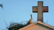 Weißstorchnest, Weißstorch.