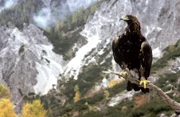 Steinadler.