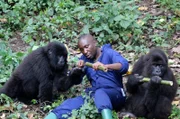 Affenpfleger André Bauma auf den Weg, um für die vier Gorilla-Handaufzuchten des Virunga-Nationalparks Spielzeug aus Bambusrohren zu basteln. Spannend für alle ist, wie die Gorillas auf das neue Spielzeug reagieren?