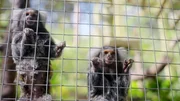 Tierheime, wo gerettete Primaten Schutz finden, sind am Limit und klagen über Platzmangel.