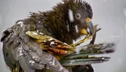 Keas sind die einzigen Papageien, die auch in Eis und Schnee leben.