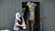 Camel Matthew at Camel Barn.