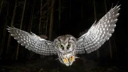 „Die Nacht erwacht! Über Leben im Wald“ zeigt das Leben der nachtaktiven Gelbhalsmaus und ihrem Gegenspieler, dem Raufußkauz (Bild), von der längsten bis zur kürzesten Nacht eines Jahres.