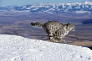 Schneeleopard