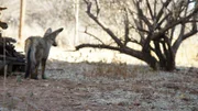 Bat-eared fox.