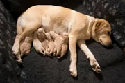 Neave, a golden labrador meant to become a utilitarian dog.
