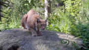 Das Markenzeichen der Luchse: die schwarzen Pinsel an den Ohren.