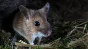 „Die Nacht erwacht! Über Leben im Wald“ zeigt das Leben der nachtaktiven Gelbhalsmaus (Bild) und ihrem Gegenspieler, dem Raufußkauz, von der längsten bis zur kürzesten Nacht eines Jahres.