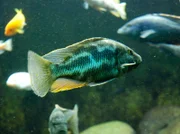 Fische in der Wilhelma sollen heute in ein neues Becken. Kein leichtes Unterfangen.