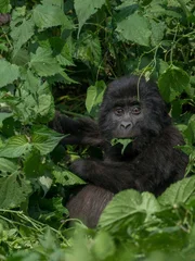 "A young mountain gorilla, gorilla beringei beringei, eating in a field of nettles."