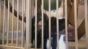 Die Brillenbärbrüder Tupa und Sonco nehmen Abschied vom Frankfurter Zoo.