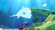 Der weiße Delfin Zoom ist im Meer auf der Suche nach der verschwundenen Schildkröte.