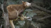 Tree kangaroo.