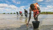 Mangrovenpflanzer pflanzen Mangrovenbäume im Meer im Senegal.