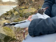 Die beringte „Anna-Möwe“ aus Landshut