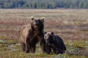 Bären