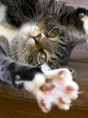 Cat stretching, indoors