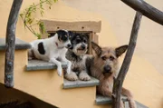 Cookie, Jojo und Brezel, die Hunde des Hauses Hansen/Brüggemann.