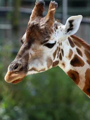 Giraffe.