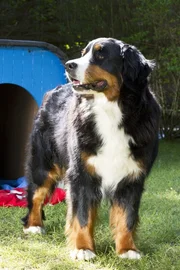 Keks geht auf Entdeckertour.