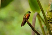 Ein Rotbauch-Kolibri in Ruheposition