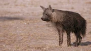 Eine Hyäne ist ganz alleine auf der Farm angekommen.