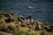 Australische Pelzrobbenmütter und -welpen auf Kanowna Island